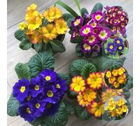 primeln semi, decorazione da giardino 800pcs