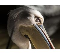 Primo piano dei pellicani - Puzzle da 300 pezzi per amici, regali intellettuali, tempo libero, intrattenimento, decorazioni per feste 14 anni+