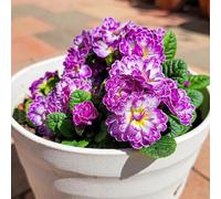 primula - autunno, resistenti, decorazione ufficio semi terreno estremamente resistenti 55pcs