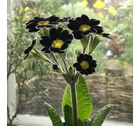 primula - balcone giardino copertura del terreno giardino semi di esotiche per ufficio vaso resistenti 800pcs