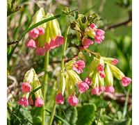 primula balcone semi da giardino resistente decorazione sala soggiorno semi 400pcs