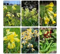 primula balcone semi da Primula veris giardino Copertura perenne resistente decorazione sala soggiorno semi 400pcs