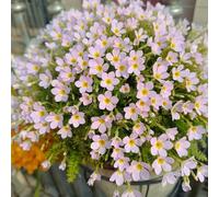 primula balcone vaso ufficio semi di resistenti d'appartamento esotiche semi di selvatici, autunnale 300pcs