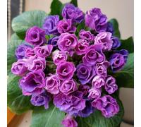 primula giardino di interno rara d'appartamento decorativo per un 850semi