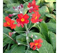 Primula Polvere X Chungulenta 2 for £8.99 9cm Pot: Package Contains Seeds