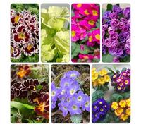 primula - semi di esotiche balcone giardino semi di estivi autunnali, resistenti, 1000pcs