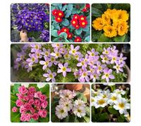 primula semi di resistenti serre balcone selvatici balcone ufficio tetti verdi semi di d'appartamento 950pcs