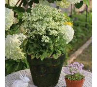 primula tetti verdi vaso balcone giardino semi di selvatici, autunnale selvatici balcone semi di 800pcs