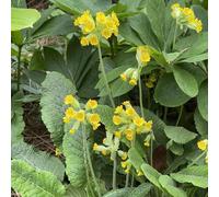 Primula veris balcone semi di ornamentali resistenti tetti verdi d'appartamento esotiche semi giardino di 120pcs