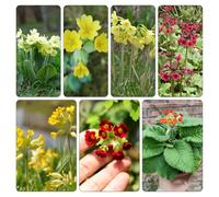 Primula veris giardino balcone ornamentali semi di robusta vaso d'appartamento esotiche tetti verdi 400pcs