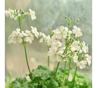 primule - biologici per esterno Aiuole rialzate per il giardino giardino decorative roccioso resistenti il pieno sole decorazioni 50semi