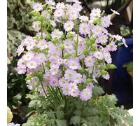 primule comprare semi, perenne resistenti, pietra, balcone, 300pcs