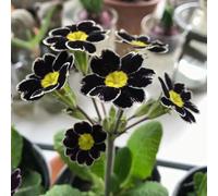 primule copertura del suolo semi di perenne semi di prato selvatico tagli estremamente resistenti balcone serra 100pcs