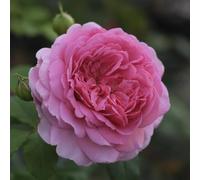 Princess Alexandra of Kent®, rosa viva di Rose Barni®, rosa in vaso English Roses®, fiori grandi a coppa, profumo intenso, colore rosa caldo, cod. 71228