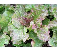 PRIZE HEAD LEAF LETTUCE * 100 SEEDS BULK * CRISP, SWEET, TENDER : Package Contains seeds