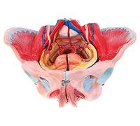 Prodotto Modello di organo Modello anatomico di bacino femminile con organi rimovibili, Modello anatomico, Modello scheletrico di bacino femminile, in 4 parti, Modello anatomico a grandezza naturale