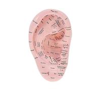 Professional Ear Acupuncture Model - Reflexology Acupoint Learning Display for Laboratory Supplies & Educational Use
