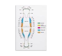 Professional Equine Chart Horse Teeth Anatomy Reference Poster Canvas Wall-Art for Animal Science Students and Teachers(Framed,12x18inch(30x45cm))