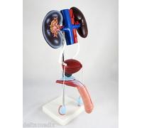 Professionale Educativo Maschio Urogenital Sistema Anatomia Medico IT-058 ARTMED