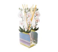 Profumatore per ambienti 200 ml - Livinia Modello Orchidea