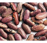 Provence Beans, Organic,originated in Africa, beautiful purple color.100 Seeds !