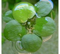 Proximus N1 3 X Large Amazon Frogbit/Limnobium laevigatum/Live Aquarium Piante galleggianti