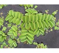 PROXIMUS_N1 OMGSalvinia natans - watermoss galleggiante