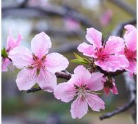 Prunus amygdalus - - mandorlo dolce