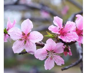 Prunus amygdalus - - mandorlo dolce