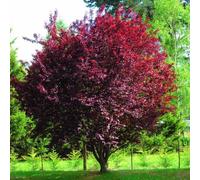 PRUNUS PISSARDI Ciliegio da fiore ROSA a alberello vaso16 H80CM FOTO REALE