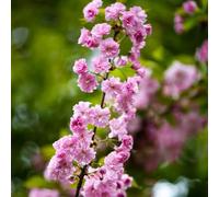Prunus serrulata per i luoghi soleggiati decorazione esotico 50semi