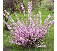 Prunus triloba (Mandorlo da fiore) 2L - Araldo della Vera Primavera