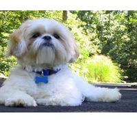 Pskgbxmu 11CT Kit per Punto Croce Prestampato Cane shih-tzu Ricamare Fai da Te Kit da Completo per Principianti Home Decor 40x50 cm