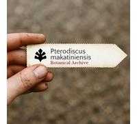 Pterodiscus makatiniensis SEEDS - - SEMI Sesamo selvatico | Sesamo Makathini