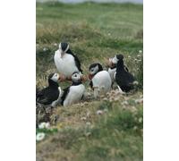 Puffin Family Journal: Have A Lovely Puffinry Grace The Cover Of Your Notebook