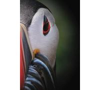 Puffin Journal: A Notebook With Your Favorite Pelagic Seabird On The Cover!