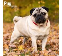 Pug 2026 Calendar | Square Wall Calendar | Dog Breed Gift | Plastic Free Packaging | by Avonside Publishing