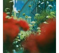 Pulled Apart By Horses The Haze (Vinyl LP) 12" Album