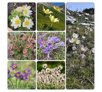 Pulsatilla balcone primavera ornamentali semi di decorazione vaso semi di tetti verdi giardino estivi 400pcs