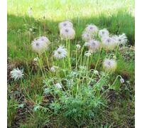 Pulsatilla per i luoghi soleggiati facile curare copertura 250semi