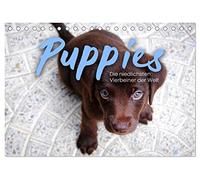 Puppies - Die niedlichsten Vierbeiner der Welt. (Tischkalender 2026 DIN A5 quer), CALVENDO Monatskalender: Zum Vernaschen.