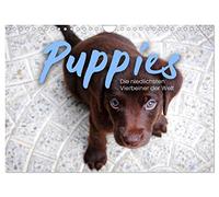 Puppies - Die niedlichsten Vierbeiner der Welt. (Wandkalender 2026 DIN A4 quer), CALVENDO Monatskalender: Zum Vernaschen.