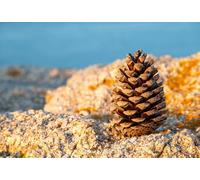 Puzzle 100 (45,5 x 35,5 cm) pezzi per adulti, puzzle di patate sulle rocce di barriera corallina, gioco anti-stress e giocattolo educativo per adulti