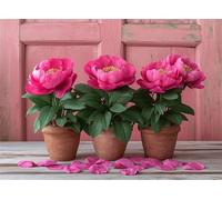 Puzzle 1000 Pezzi Arte per Adulti e Ragazzi, Puzzle Fiore in Legno Adulti, Idea Regalo Uomo e Donna, Jigsaw Peonia per Gioco Familiare, Lettere sul retro Jigsaw, per Decorazione la Casa 75x50cm g-229