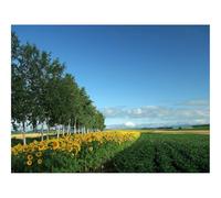 Puzzle 1000 Pezzi Giochi Educativo e Giocattoli Sfida -Campo,cultura,economia 70x50cm