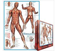 Puzzle 1000 Pezzi Il Sistema Muscolare Eurographics 680mm x 490mm (pz)