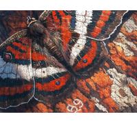 Puzzle 1000 Pezzi, Le Ali Farfalla 3D Puzzle per Adulti Impegnativo, Educa Puzzles Artistico, Divertente E Stimolante Puzzles Decorativo per La Famiglia, Come Regalo e Decorazione Pareti R6KH-336