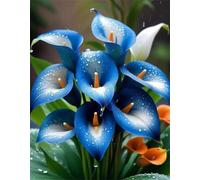 Puzzle 1000 Pezzi per Adulti Calla Blu, Hobby Rilassante Senza Schermi, Idea Regalo di Classe per Lei o Lui (75x50 cm)