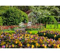 Puzzle 1000 pezzi RAVENSBURGER - Splendidi giardini di Keukenhof, Paesi Bassi