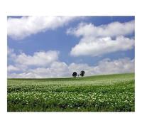 Puzzle 1000 Pezzi Regalo per Adulti e Bambini da 14 anni e Più-Campo,economia,alberi 70x50cm